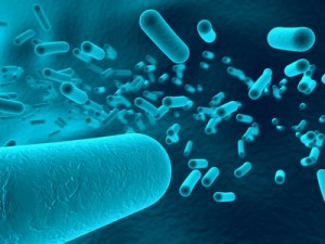 Bakterien sind häufig Auslöser für eine akute Mandelentzündung.